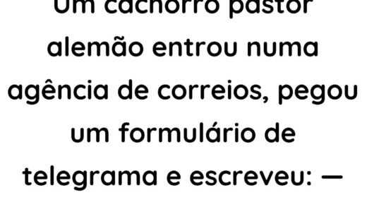 Um cachorro pastor alemão entrou numa agência de correios